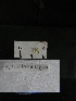  ( - MACNINVE0207)  @11 [ ] CreativeCommons - Attribution Non-Commercial No Derivatives (2015) Pablo E. Penchaszadeh Museo Argentino de Ciencias Naturales, CABA Argentina