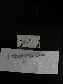  ( - MACNINVE0208)  @11 [ ] CreativeCommons - Attribution Non-Commercial No Derivatives (2015) Pablo E. Penchaszadeh Museo Argentino de Ciencias Naturales, CABA Argentina