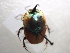  (Onthophagus pactolus - NIBGE COL-01213)  @12 [ ] CreativeCommons - Attribution Non-Commercial Share-Alike (2011) Muhammad Ashfaq National Institute for Biotechnology and Genetic Engineering Faisalabad Pakistan
