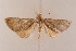  (Eublemma viettei - BKR0148)  @13 [ ] CreativeCommons - Attribution Non-Commercial Share-Alike (2015) Bruno Kistrup Rasmussen Unspecified