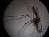  ( - NIBGE DIP-00353)  @11 [ ] CreativeCommons - Attribution Non-Commercial Share-Alike (2010) Muhammad Ashfaq National Institute for Biotechnology and Genetic Engineering Faisalabad Pakistan