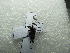  ( - NIBGE DIP-00815)  @12 [ ] CreativeCommons - Attribution Non-Commercial Share-Alike (2012) M. Sajjad Mirza National Institute for Biotechnology and Genetic Engineering Faisalabad Pakistan