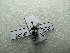  ( - NIBGE DIP-00823)  @12 [ ] CreativeCommons - Attribution Non-Commercial Share-Alike (2012) M. Sajjad Mirza National Institute for Biotechnology and Genetic Engineering Faisalabad Pakistan
