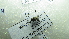  ( - NIBGE DIP- 00652)  @12 [ ] CreativeCommons - Attribution Non-Commercial Share-Alike (2012) Muhammad Ashfaq National Institute for Biotechnology and Genetic Engineering Faisalabad Pakistan