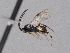  ( - CASENT2164312)  @11 [ ] by-sa  Canadian National Collection of Insects, Arachnids and Nematodes Canadian National Collection of Insects, Arachnids and Nematodes