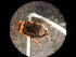  ( - V3 S2 BRC60R Nec.pen-6)  @12 [ ] CreativeCommons - Attribution Share-Alike (2018) Eddie Tsyrlin University of Melbourne