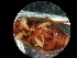  ( - V3 S2 BRC60R Nec.pen-6)  @12 [ ] CreativeCommons - Attribution Share-Alike (2018) Eddie Tsyrlin University of Melbourne
