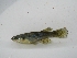  (Aplocheilichthys - TM11-045)  @14 [ ] CreativeCommons - Attribution Non-Commercial Share-Alike (2011) SAIAB SAIAB