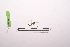  ( - LopeMAN14-127)  @12 [ ] CreativeCommons - Attribution Non-Commercial Share-Alike (2014) Nicolas Moulin Nicolas Moulin entomologie