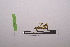  ( - LopeMAN14-152)  @12 [ ] CreativeCommons - Attribution Non-Commercial Share-Alike (2014) Nicolas Moulin Nicolas Moulin entomologie