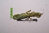  ( - LopeMAN14-168)  @12 [ ] CreativeCommons - Attribution Non-Commercial Share-Alike (2014) Nicolas Moulin Nicolas Moulin entomologie