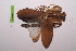  ( - LopeMAN14-242)  @12 [ ] CreativeCommons - Attribution Non-Commercial Share-Alike (2014) Nicolas Moulin Nicolas Moulin entomologie