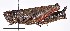  ( - CCDB-20947 G12)  @11 [ ] No Rights Reserved (2015) Cory Sheffield Royal Saskatchewan Museum