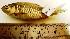  ( - MAHF497)  @11 [ ] Copyright (2015) PHCDBS Paul Hebert Centre for DNA Barcoding and Biodiversity Studies
