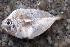  ( - PAR1524)  @11 [ ] Copyright (2015) PHCDBS Paul Hebert Centre for DNA Barcoding and Biodiversity Studies