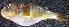  ( - PAR1527)  @11 [ ] Copyright (2015) PHCDBS Paul Hebert Centre for DNA Barcoding and Biodiversity Studies
