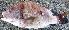  ( - PAR1540)  @11 [ ] Copyright (2015) PHCDBS Paul Hebert Centre for DNA Barcoding and Biodiversity Studies