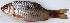  ( - SAM1251)  @11 [ ] Copyright (2015) PHCDBS Paul Hebert Centre for DNA Barcoding and Biodiversity Studies