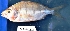  ( - MAHN1817)  @11 [ ] Copyright (2018) PHCDBS Paul Hebert Centre For DNA Barcoding & Biodiversity Studies