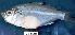  ( - MAHN1822)  @11 [ ] Copyright (2018) PHCDBS Paul Hebert Centre For DNA Barcoding & Biodiversity Studies