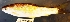  ( - MAHN1896)  @11 [ ] Copyright (2018) PHCDBS Paul Hebert Centre For DNA Barcoding & Biodiversity Studies