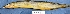  ( - MAHN1913)  @11 [ ] Copyright (2018) PHCDBS Paul Hebert Centre For DNA Barcoding & Biodiversity Studies
