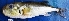  ( - MAHN1952)  @11 [ ] Copyright (2018) PHCDBS Paul Hebert Centre For DNA Barcoding & Biodiversity Studies