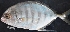  ( - MAHN1969)  @11 [ ] Copyright (2018) PHCDBS Paul Hebert Centre For DNA Barcoding & Biodiversity Studies
