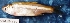 ( - MAHN2290)  @11 [ ] Copyright (2018) PHCDBS Paul Hebert Centre For DNA Barcoding & Biodiversity Studies
