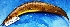  ( - MAHN2382)  @11 [ ] Copyright (2018) PHCDBS Paul Hebert Centre For DNA Barcoding & Biodiversity Studies