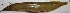  ( - MAHN2638)  @11 [ ] Copyright (2018) PHCDBS Paul Hebert Centre For DNA Barcoding and Biodiversity Studies