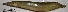  ( - MAHN2639)  @11 [ ] Copyright (2018) PHCDBS Paul Hebert Centre For DNA Barcoding and Biodiversity Studies