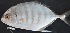  ( - CUT1493)  @11 [ ] Copyright (2020) PHCDBS Paul Hebert Centre for DNA Barcoding and Biodiversity Studies
