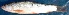  ( - MAHF303)  @11 [ ] Copyright (2020) PHCDBS Paul Hebert Centre for DNA Barcoding and Biodiversity Studies