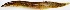  ( - MAHN1981)  @11 [ ] Copyright (2020) PHCDBS Paul Hebert Centre for DNA Barcoding and Biodiversity Studies