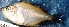  ( - MAHN2427)  @11 [ ] Copyright (2020) PHCDBS Paul Hebert Centre for DNA Barcoding and Biodiversity Studies