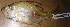  ( - MAHN2018)  @11 [ ] Copyright (2019) PHCDBS Paul Hebert Centre for DNA Barcoding and Biodiversity studies