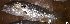 (Lates uwisara - MAHN2073)  @11 [ ] Copyright (2019) PHCDBS Paul Hebert Centre for DNA Barcoding and Biodiversity studies