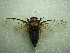  ( - NIBGE HEM-00508)  @13 [ ] CreativeCommons - Attribution Non-Commercial Share-Alike (2012) Muhammad Ashfaq National Institute for Biotechnology and Genetic Engineering Faisalabad Pakistan
