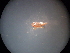  (Orosius albicinctus - NIBGE HOP-00292)  @12 [ ] CreativeCommons - Attribution Non-Commercial Share-Alike (2012) Muhammad Ashfaq National Institute for Biotechnology and Genetic Engineering Faisalabad Pakistan