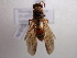  (Polistes quadricingulatus - NIBGE HYM-00021)  @13 [ ] CreativeCommons - Attribution Non-Commercial Share-Alike (2010) Muhammad Ashfaq National Institute for Biotechnology and Genetic Engineering Faisalabad Pakistan