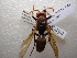 ( - NIBGE HYM-00494)  @11 [ ] CreativeCommons - Attribution Non-Commercial Share-Alike (2011) Muhammad Ashfaq National Institute for Biotechnology and Genetic Engineering Faisalabad Pakistan