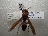  ( - NIBGE HYM-00496)  @11 [ ] CreativeCommons - Attribution Non-Commercial Share-Alike (2011) Muhammad Ashfaq National Institute for Biotechnology and Genetic Engineering Faisalabad Pakistan
