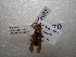  (Polistes indicus - NIBGE HYM-00497)  @11 [ ] CreativeCommons - Attribution Non-Commercial Share-Alike (2011) Muhammad Ashfaq National Institute for Biotechnology and Genetic Engineering Faisalabad Pakistan