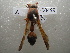  (Delta dimidiatipenne - NIBGE HYM-00499)  @11 [ ] CreativeCommons - Attribution Non-Commercial Share-Alike (2011) Muhammad Ashfaq National Institute for Biotechnology and Genetic Engineering Faisalabad Pakistan