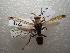  (Delta stigma - NIBGE HYM-00513)  @11 [ ] CreativeCommons - Attribution Non-Commercial Share-Alike (2011) Muhammad Ashfaq National Institute for Biotechnology and Genetic Engineering Faisalabad Pakistan
