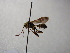  (Rhynchobanchus - NIBGE HYM-00642)  @13 [ ] CreativeCommons - Attribution Non-Commercial Share-Alike (2011) Muhammad Ashfaq National Institute for Biotechnology and Genetic Engineering Faisalabad Pakistan