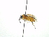  ( - NIBGE HYM-00657)  @12 [ ] CreativeCommons - Attribution Non-Commercial Share-Alike (2011) Muhammad Ashfaq National Institute for Biotechnology and Genetic Engineering Faisalabad Pakistan