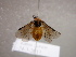  (Athalia rosae ruficornis - NIBGE HYM-00658)  @13 [ ] CreativeCommons - Attribution Non-Commercial Share-Alike (2011) Muhammad Ashfaq National Institute for Biotechnology and Genetic Engineering Faisalabad Pakistan