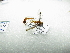  ( - NIBGE HYM-01064)  @11 [ ] CreativeCommons - Attribution Non-Commercial Share-Alike (2012) M. Sajjad Mirza National Institute for Biotechnology and Genetic Engineering Faisalabad Pakistan